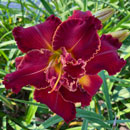 Double Glass of Wine Daylily